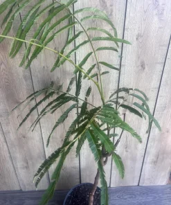 Grafted Petai Tree Plant | Parkia Speciosa Live Tree | Exotic Tropical Fruit Tree | Southeast Asian Stink Bean Plant - Image 7