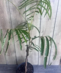 Grafted Petai Tree Plant | Parkia Speciosa Live Tree | Exotic Tropical Fruit Tree | Southeast Asian Stink Bean Plant - Image 8