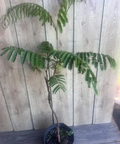 Grafted Petai Tree Plant | Parkia Speciosa Live Tree | Exotic Tropical Fruit Tree | Southeast Asian Stink Bean Plant - Image 9