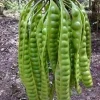 Grafted Petai Tree Plant | Parkia Speciosa Live Tree | Exotic Tropical Fruit Tree | Southeast Asian Stink Bean Plant - Image 1