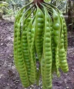 Grafted Petai Tree Plant | Parkia Speciosa Live Tree | Exotic Tropical Fruit Tree | Southeast Asian Stink Bean Plant - Image 1