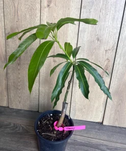 Grafted Tommy Atkins Mango Tree. grafted in 1/2 gallon pot - Image 2