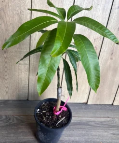 Grafted Tommy Atkins Mango Tree. grafted in 1/2 gallon pot - Image 3