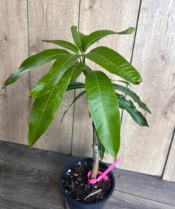 Grafted Tommy Atkins Mango Tree. grafted in 1/2 gallon pot - Image 4