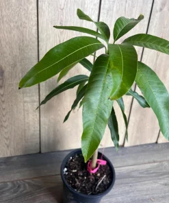 Grafted Tommy Atkins Mango Tree. grafted in 1/2 gallon pot - Image 5