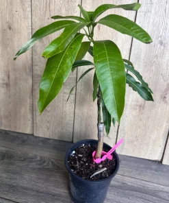 Grafted Tommy Atkins Mango Tree. grafted in 1/2 gallon pot - Image 6