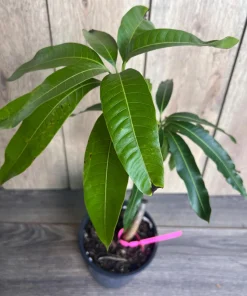 Grafted Tommy Atkins Mango Tree. grafted in 1/2 gallon pot - Image 7