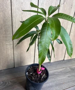 Grafted Tommy Atkins Mango Tree. grafted in 1/2 gallon pot - Image 8