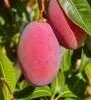 Grafted Tommy Atkins Mango Tree. grafted in 1/2 gallon pot - Image 1