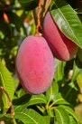Grafted Tommy Atkins Mango Tree. grafted in 1/2 gallon pot - Image 1
