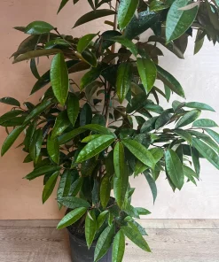 Grafted White Star Apple Tree, Chrysophyllum albidum, 3 Gallons Pot - Image 2