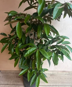 Grafted White Star Apple Tree, Chrysophyllum albidum, 3 Gallons Pot - Image 3