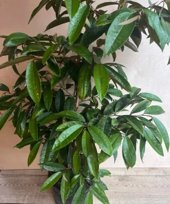 Grafted White Star Apple Tree, Chrysophyllum albidum, 3 Gallons Pot - Image 4