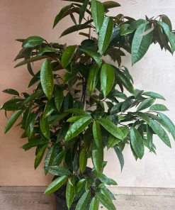 Grafted White Star Apple Tree, Chrysophyllum albidum, 3 Gallons Pot - Image 5
