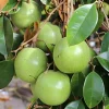 Grafted White Star Apple Tree, Chrysophyllum albidum, 3 Gallons Pot - Image 1