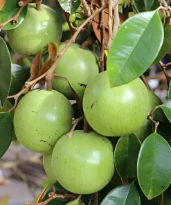 Grafted White Star Apple Tree, Chrysophyllum albidum, 3 Gallons Pot - Image 1