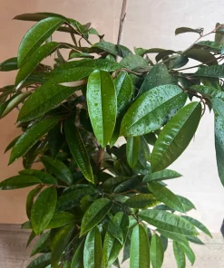 Grafted White Star Apple Tree, Chrysophyllum albidum, 3 Gallons Pot - Image 6