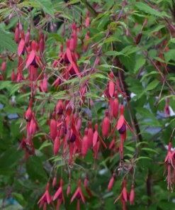 Grand Cape Fuchsia Live Plant - Hardy Indoor/Outdoor 2.5