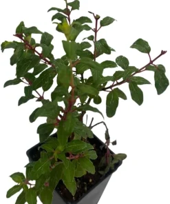 Grand Cape Fuchsia Live Plant - Hardy Indoor/Outdoor 2.5