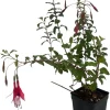 Grand Cape Fuchsia Live Plant - Hardy Indoor/Outdoor 2.5" Pot for Shade - Image 1