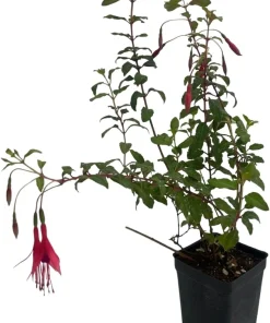 Grand Cape Fuchsia Live Plant - Hardy Indoor/Outdoor 2.5