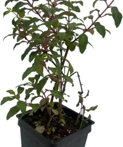 Grand Cape Fuchsia Live Plant - Hardy Indoor/Outdoor 2.5