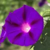Grandpa Ott Morning Glory Seeds - 100 Ipomoea Purpurea Flower Vine Seeds - Image 1
