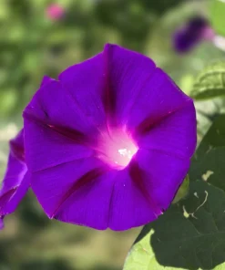 Grandpa Ott Morning Glory Seeds - 100 Ipomoea Purpurea Flower Vine Seeds - Image 1