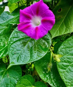 Grandpa Ott Morning Glory Seeds - 100 Ipomoea Purpurea Flower Vine Seeds - Image 2