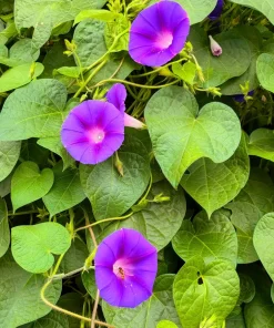 Grandpa Ott Morning Glory Seeds - 100 Ipomoea Purpurea Flower Vine Seeds - Image 3
