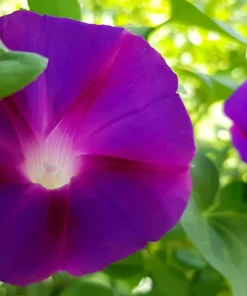 Grandpa Ott Morning Glory Seeds - 100 Ipomoea Purpurea Flower Vine Seeds - Image 4