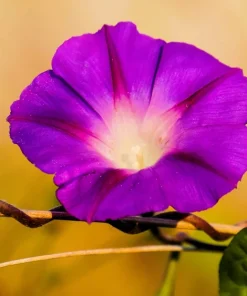 Grandpa Ott Morning Glory Seeds - 100 Ipomoea Purpurea Flower Vine Seeds - Image 5