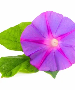 Grandpa Ott Morning Glory Seeds - 100 Ipomoea Purpurea Flower Vine Seeds - Image 6