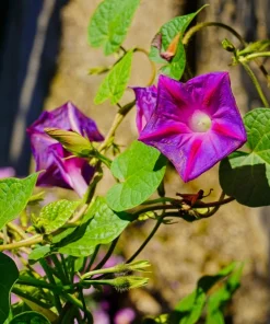 Grandpa Ott Morning Glory Seeds - 100 Ipomoea Purpurea Flower Vine Seeds - Image 7