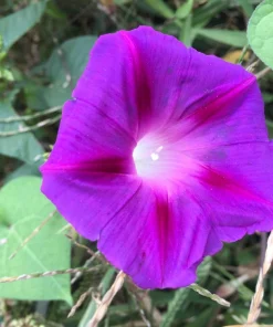 Grandpa Ott Morning Glory Seeds - 100 Ipomoea Purpurea Flower Vine Seeds - Image 8