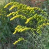 Gray Goldenrod Live Plant - Starter Plugs (5-Pack) - Native Perennial Seedlings - Image 1