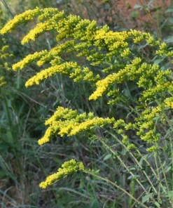 Gray Goldenrod Live Plant - Starter Plugs (5-Pack) - Native Perennial Seedlings - Image 1