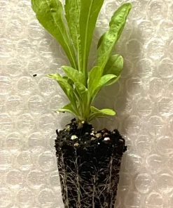 Gray Goldenrod Live Plant - Starter Plugs (5-Pack) - Native Perennial Seedlings - Image 3