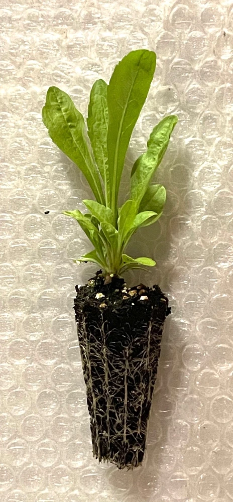 Gray Goldenrod Live Plant - Starter Plugs (5-Pack) - Native Perennial Seedlings - Image 3