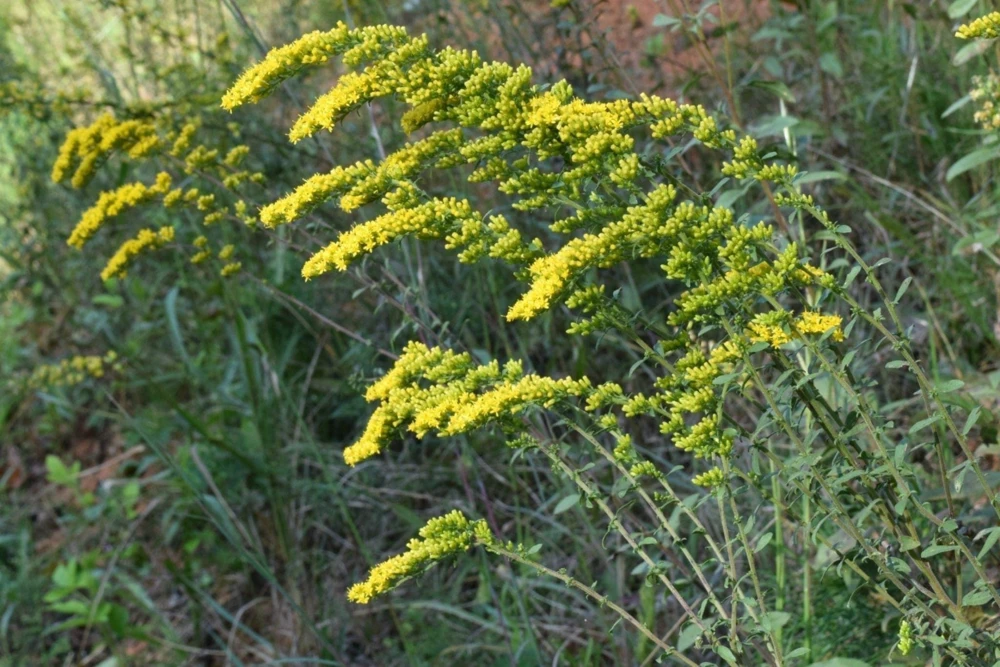 Gray Goldenrod Live Plant – Starter Plugs – Native Perennials – 10-Pack - Image 1