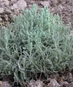 Gray Santolina Live Plant – Lavender Cotton, 1 Gallon Pot, Outdoor Shrub - Image 2