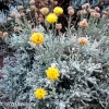 Gray Santolina Live Plant – Lavender Cotton, 1 Gallon Pot, Outdoor Shrub - Image 1