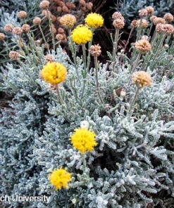 Gray Santolina Live Plant – Lavender Cotton, 1 Gallon Pot, Outdoor Shrub - Image 1