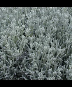 Gray Santolina Live Plant – Lavender Cotton, 1 Gallon Pot, Outdoor Shrub - Image 3