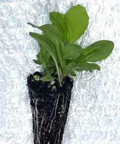 Great Blue Lobelia Live Plant – Native Perennial Starter Plugs – 10-Pack - Image 3