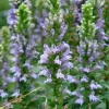 Great Blue Lobelia Live Plant – Native Perennial Starter Plugs – 10-Pack - Image 1