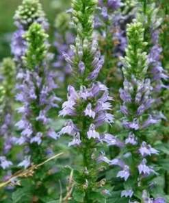 Great Blue Lobelia Live Plant – Native Perennial Starter Plugs – 10-Pack - Image 1