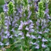 Great Blue Lobelia Starter Plugs - Native Perennial Live Plant (5-Pack) - Image 1