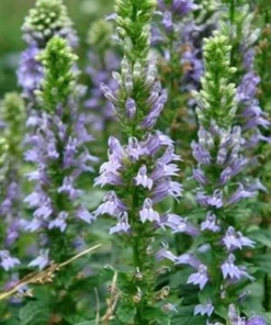 Great Blue Lobelia Starter Plugs - Native Perennial Live Plant (5-Pack) - Image 1