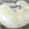 Great White Heirloom Tomato Seeds - Pure White Variety - 25 Seeds - Image 1